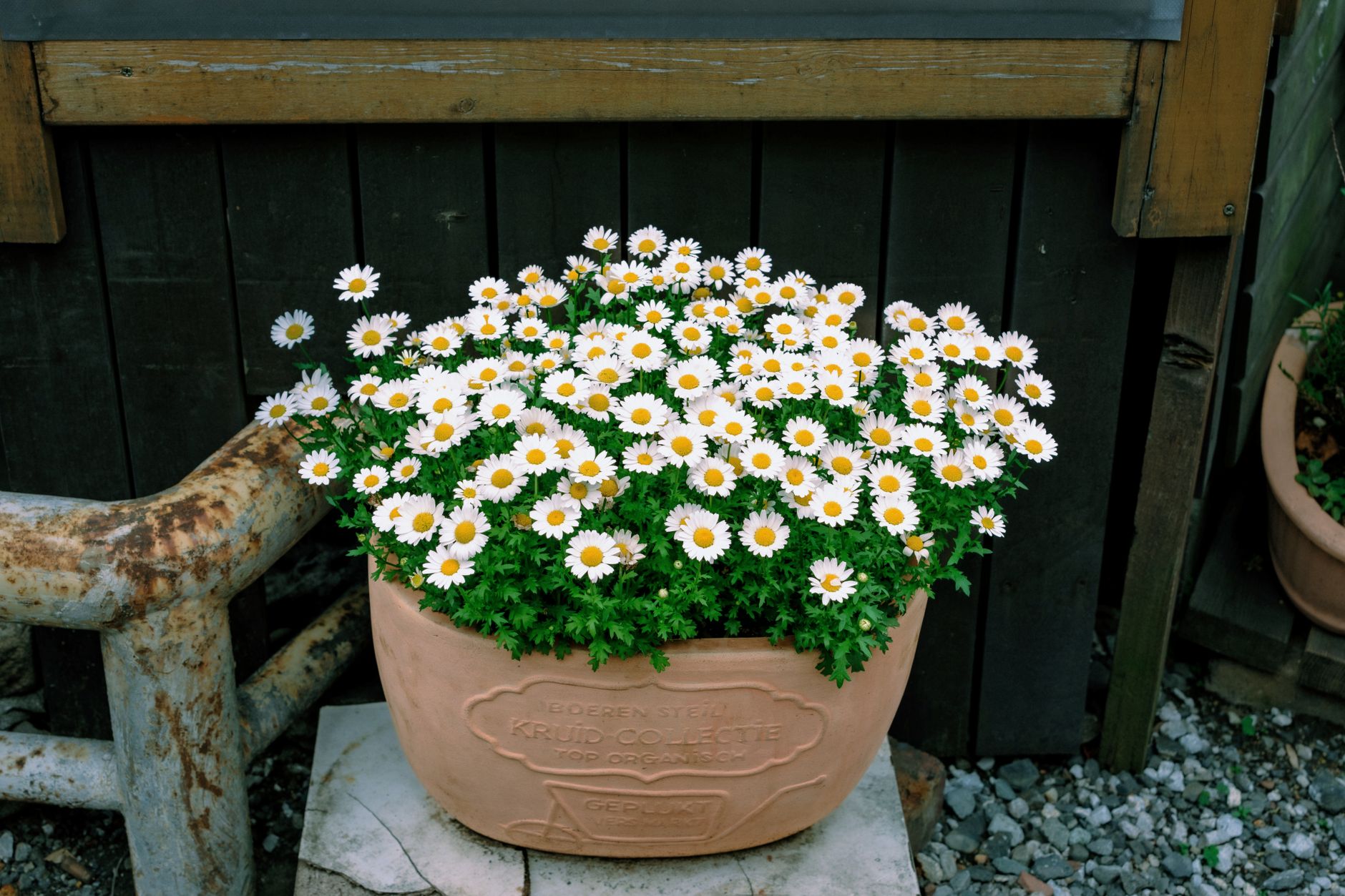 Plantes fleuries d’intérieur : le guide