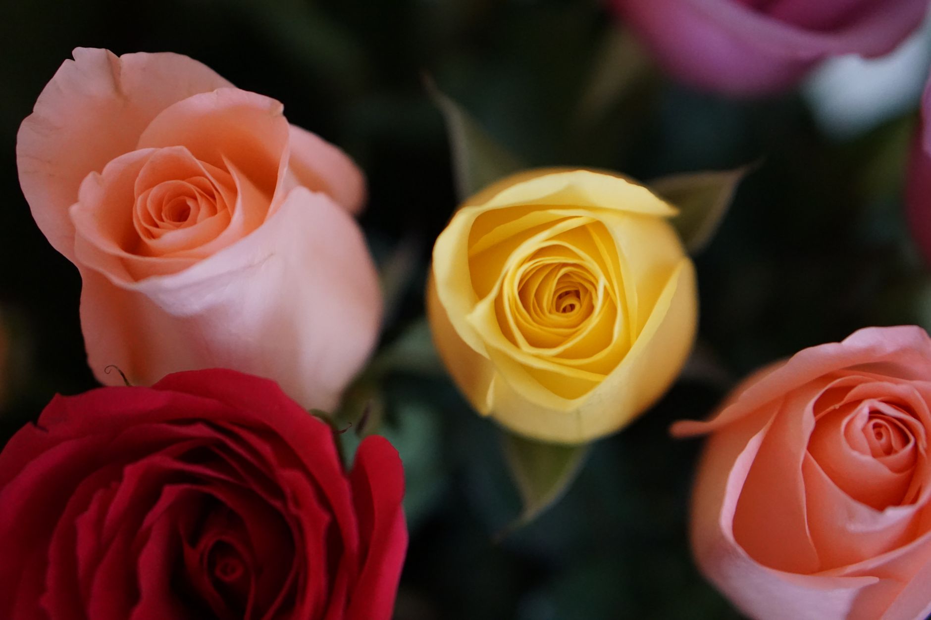 Le langage des roses : couleurs et symboles
